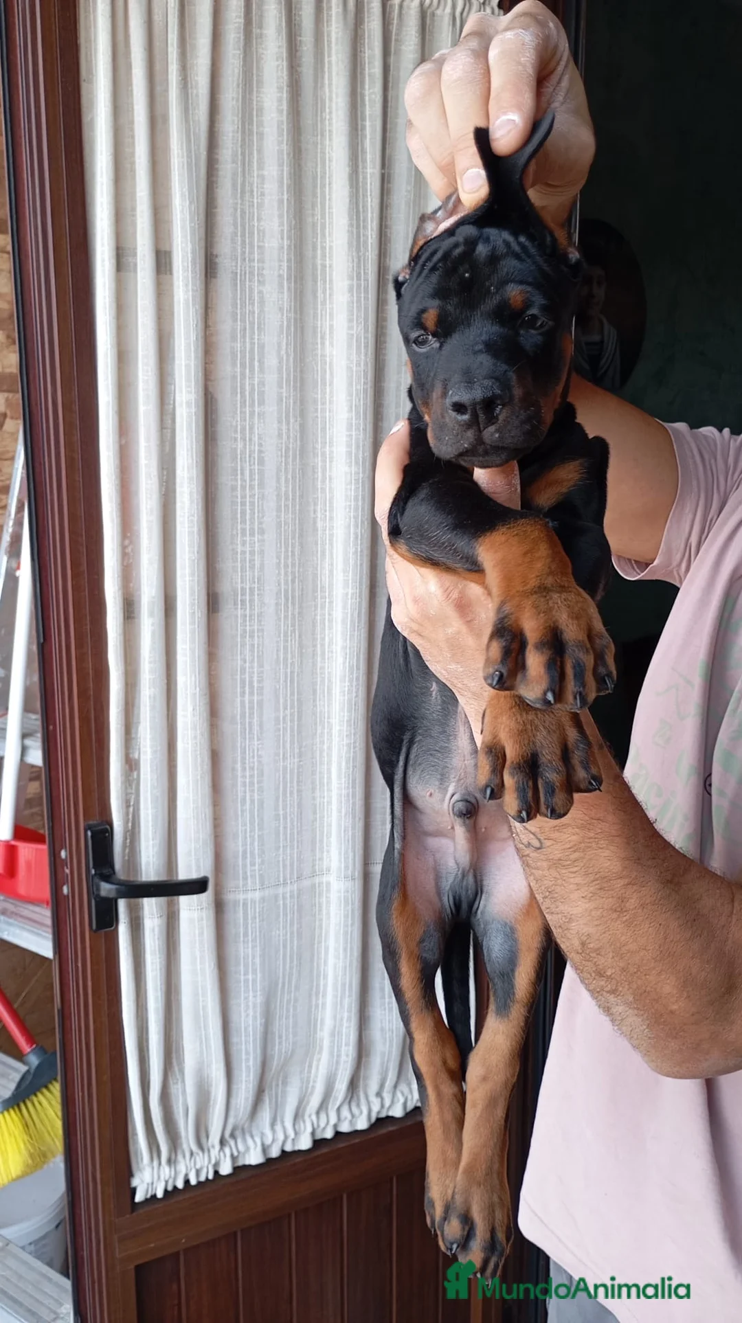 Dobermann perros en venta: Espectaculares dóbermann 🐶🐾 en Cádiz - Anuncio 1