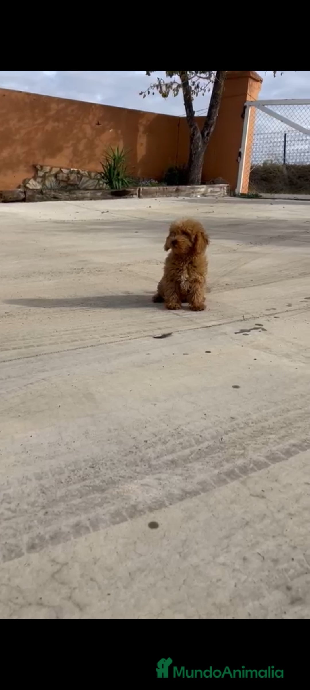 Caniche Enano perros en venta: Caniches enanos - Anuncio 2