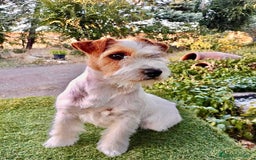 Jack Russell Terrier perros en venta: Cachorros de Jack Russell - Imagen 2