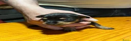 Ratón de Praga perros en venta: Cachorro de ratón de Praga  - Anuncio 12