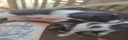 Border Collie perros en venta: Border Collie disponibles - entrega septiembre - Anuncio 8