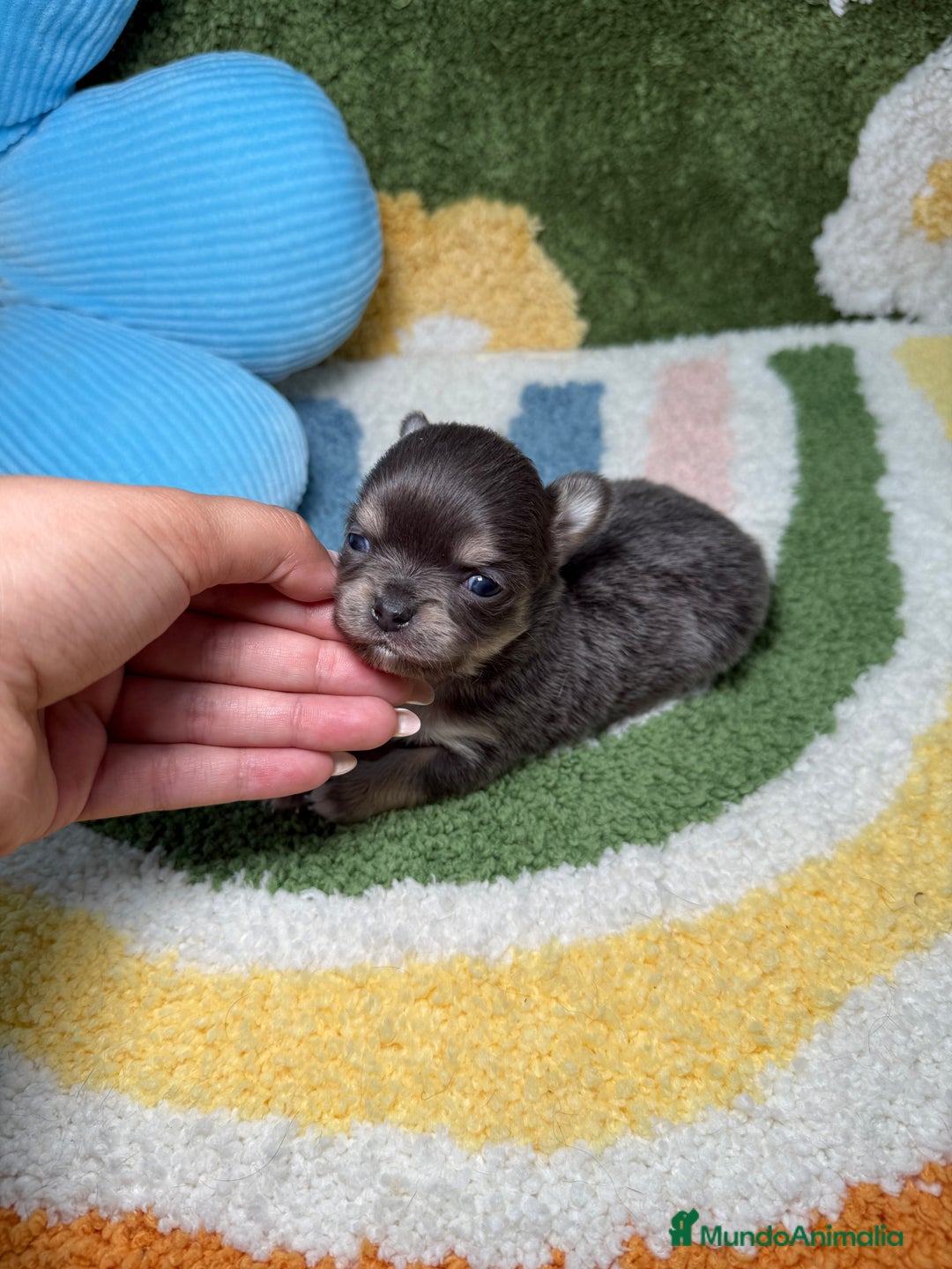 Chihuahua perros en venta: Chihuahua Pelo Largo Lilac  - Imagen 5