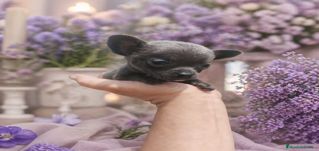 Imagen de galería {{count}}