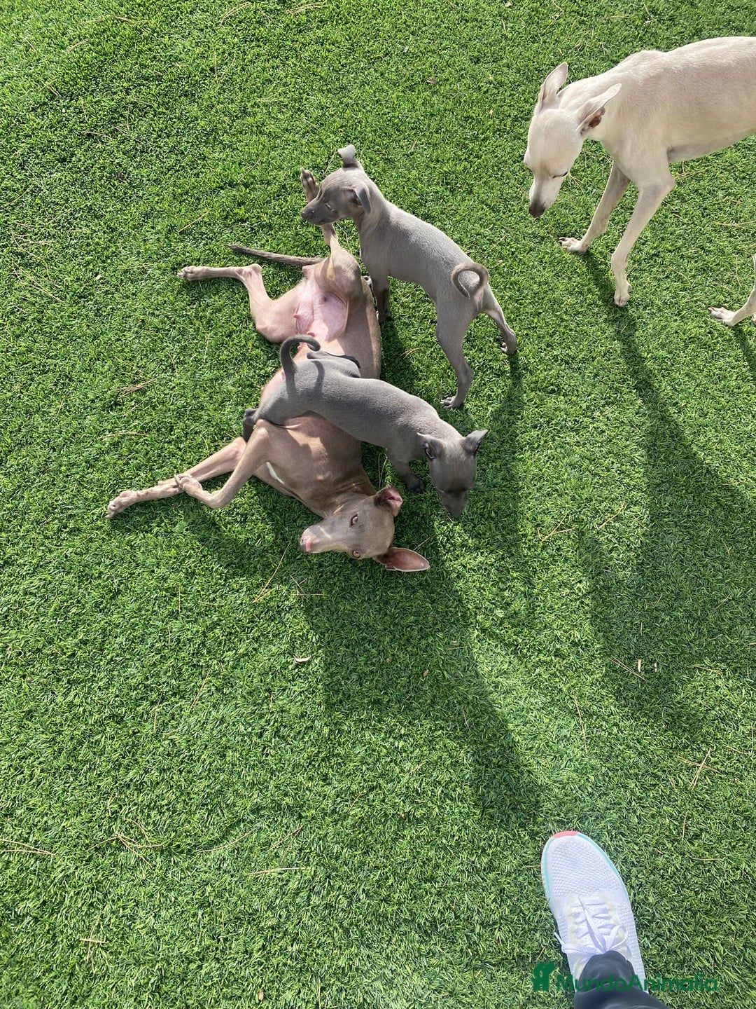 Pequeño Lebrel Italiano perros en venta: Cachorros Piccolo Italiano 650€ ¡PRECIO REAL! - Imagen 7