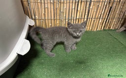 Británico de Pelo Corto Azul gatos en venta: British shorthair  - Imagen 5