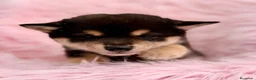 Shiba Inu perros en venta: CAMADA DE SHIBA INU DISPONIBLES - Anuncio 7
