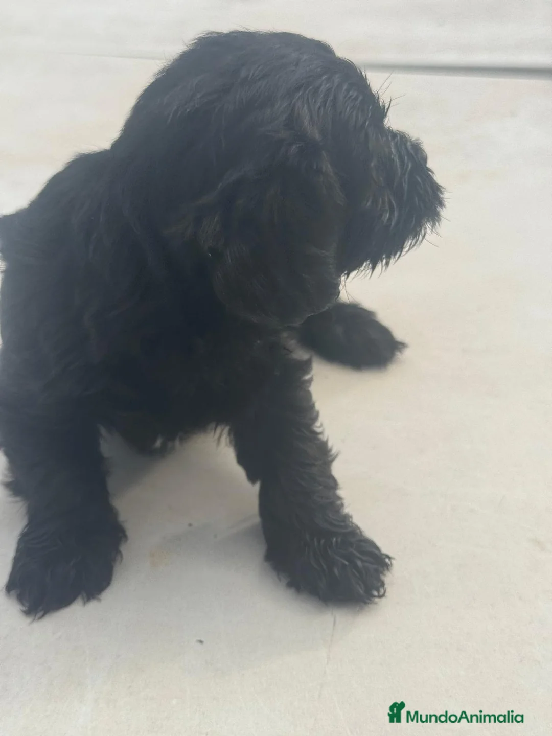 Morkie perros en venta: Morkie mini  - Anuncio 2