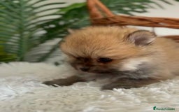 Pomerania perros en venta: POMERANIA HEMBRA - Imagen 3