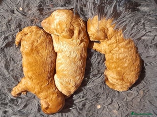 Caniche Enano perros Cachorros de Caniche Enano Leonado - Anuncio 25