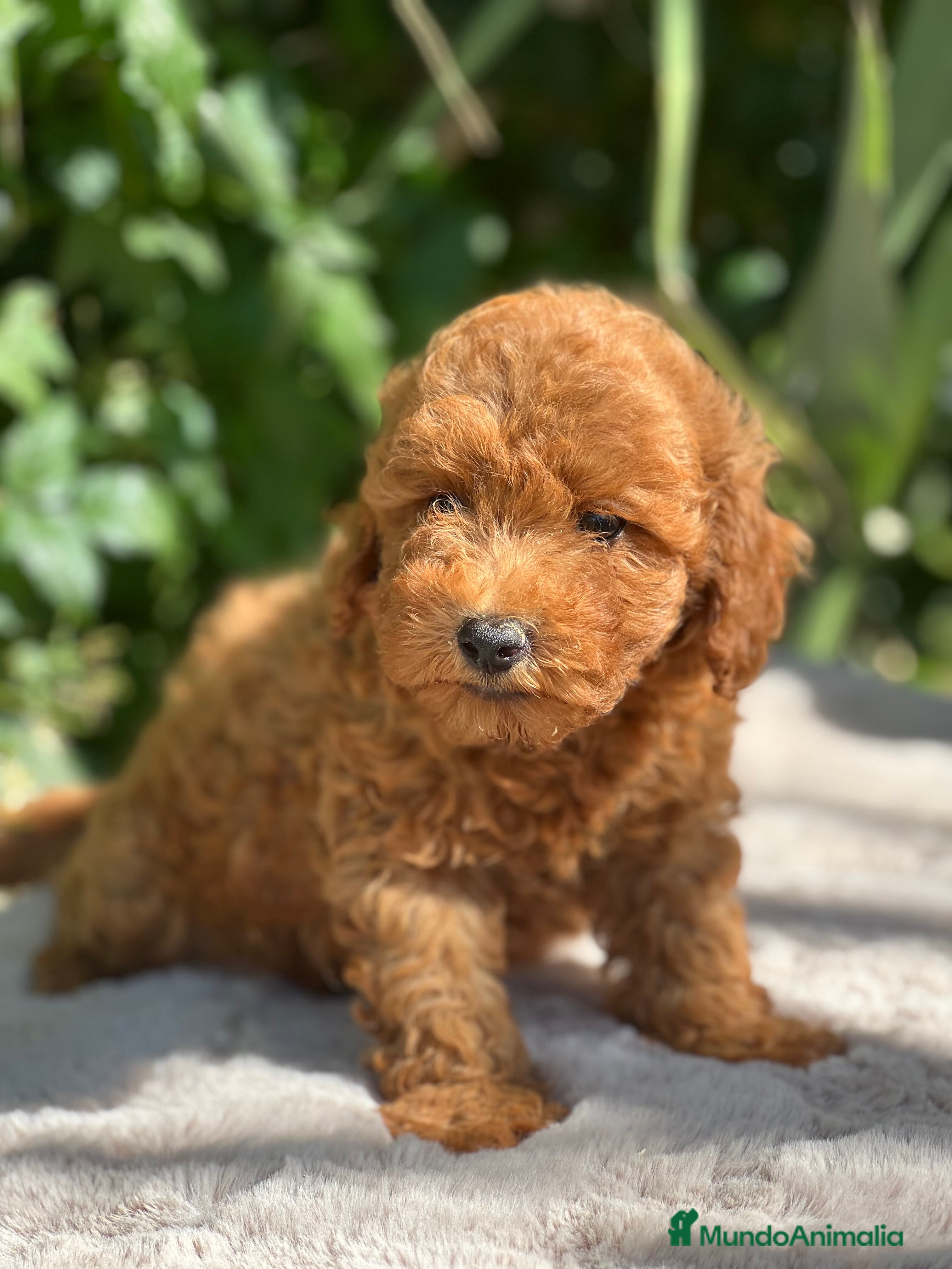 Caniche Toy perros Caniche toy  - Anuncio 10