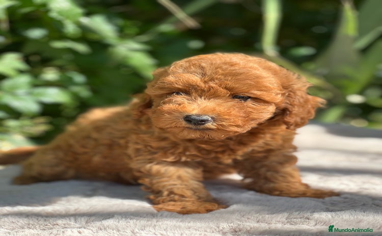 Caniche Toy perros - Anuncio 5