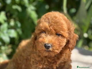 Caniche Toy perros - Anuncio 15