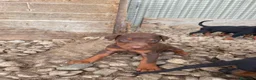 Dobermann perros en venta: Cachorros Dobermann!!!🐶🐾 - Anuncio 3