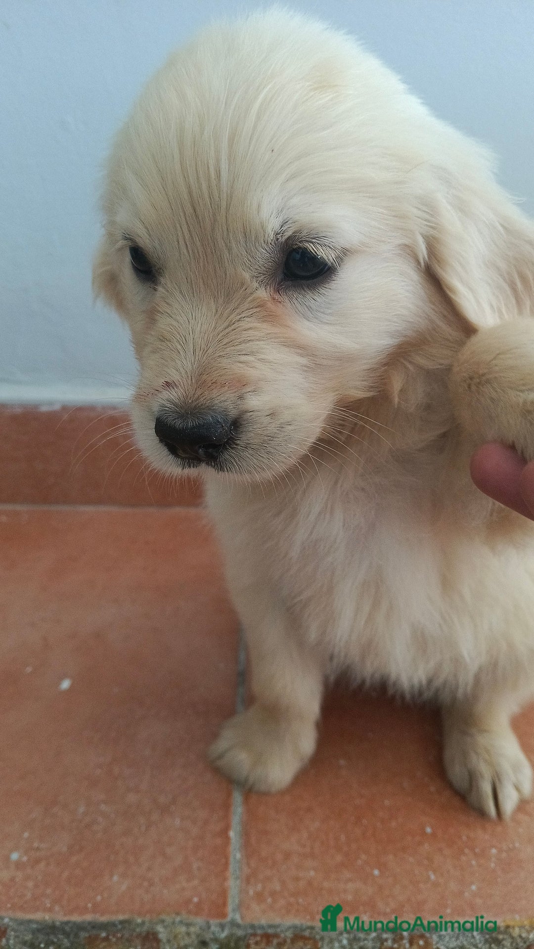 Golden Retriever perros en venta: Golden Retriever  - Imagen 8
