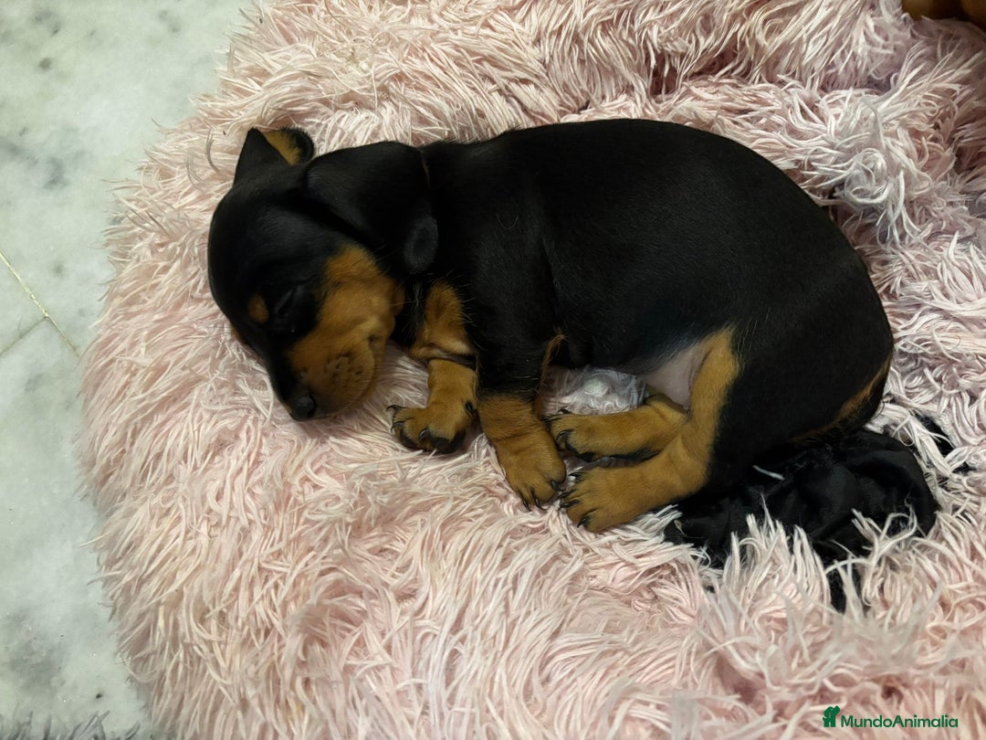 Teckel Miniatura perros en venta: TECKEL MINI - Imagen 3