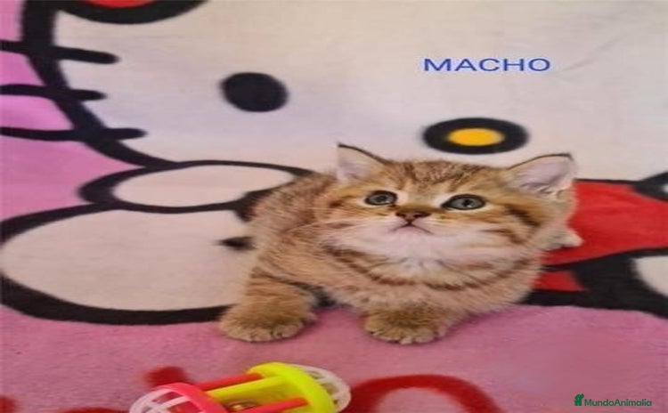 Británico de Pelo Corto gatos en venta en Madrid - Anuncio 4