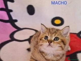 Británico de Pelo Corto gatos en Madrid - Anuncio 15