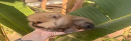Pomerania perros en venta: Pomerania auténtico CALIDAD TOP - Anuncio 9