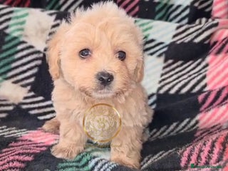 Maltipoo perros - Anuncio 9