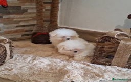 Bichón Maltés perros en venta: Bichón maltes toy - Imagen 1