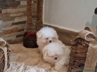 Bichón Maltés perros - Anuncio 16