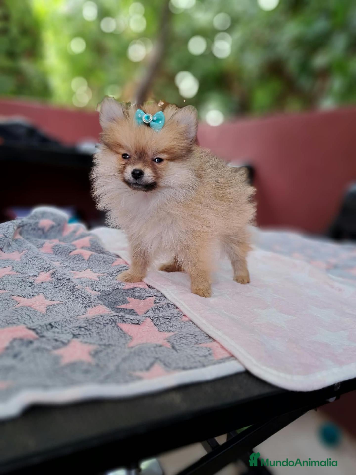 Pomerania perros Lulú de Pomerania  - Anuncio 2