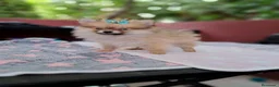 Pomerania perros en venta: Lulú de Pomerania  - Anuncio 1