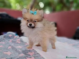 Pomerania perros Lulú de Pomerania - Anuncio 1