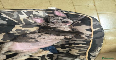 Bulldog Francés perros Último bulldog francés!! - Anuncio 1