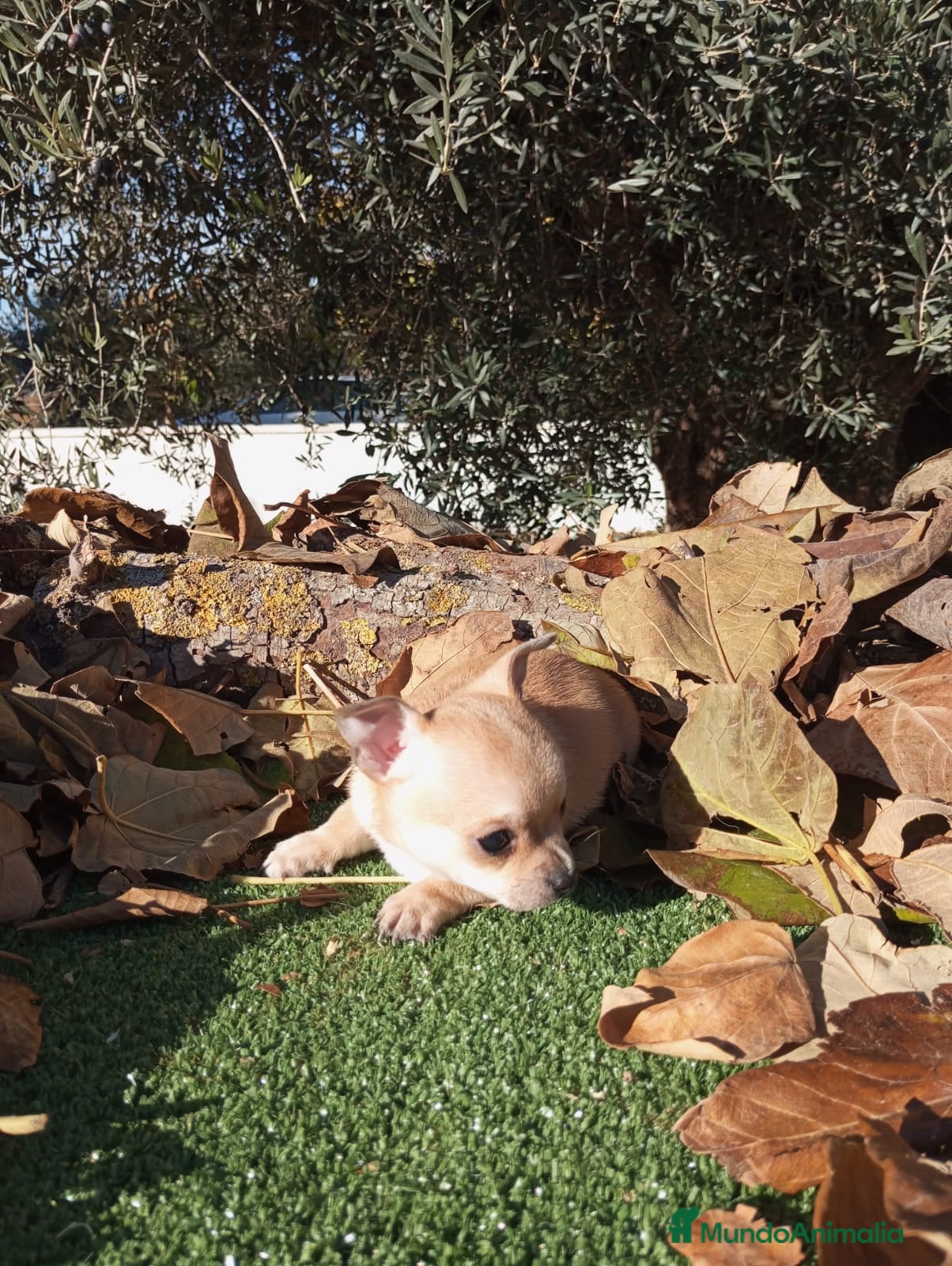 Chihuahua perros Chihuahuas toy cabeza de manzana - Anuncio 6