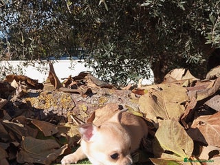 Chihuahua perros Chihuahuas toy cabeza de manzana - Anuncio 33