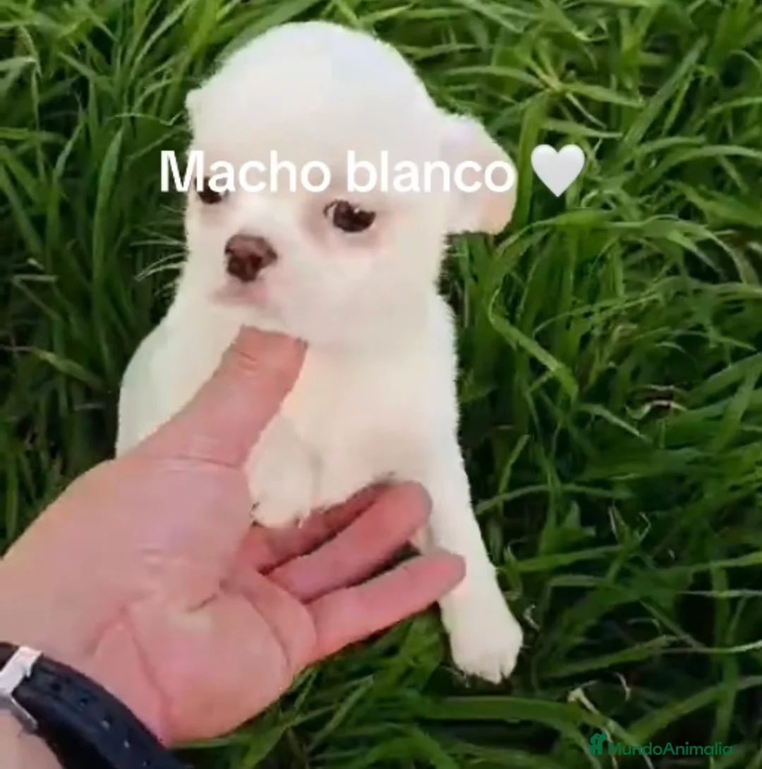 Chihuahua perros en venta: Chihuhua blanco  - Anuncio 1