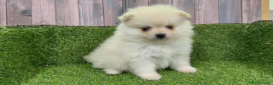 Pomerania 6