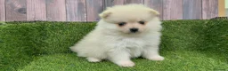 Pomerania perros en venta: Pomeranias - Anuncio 4