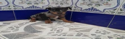 Pinscher Miniatura perros en venta: PINCHER MINIATURA - Anuncio 10