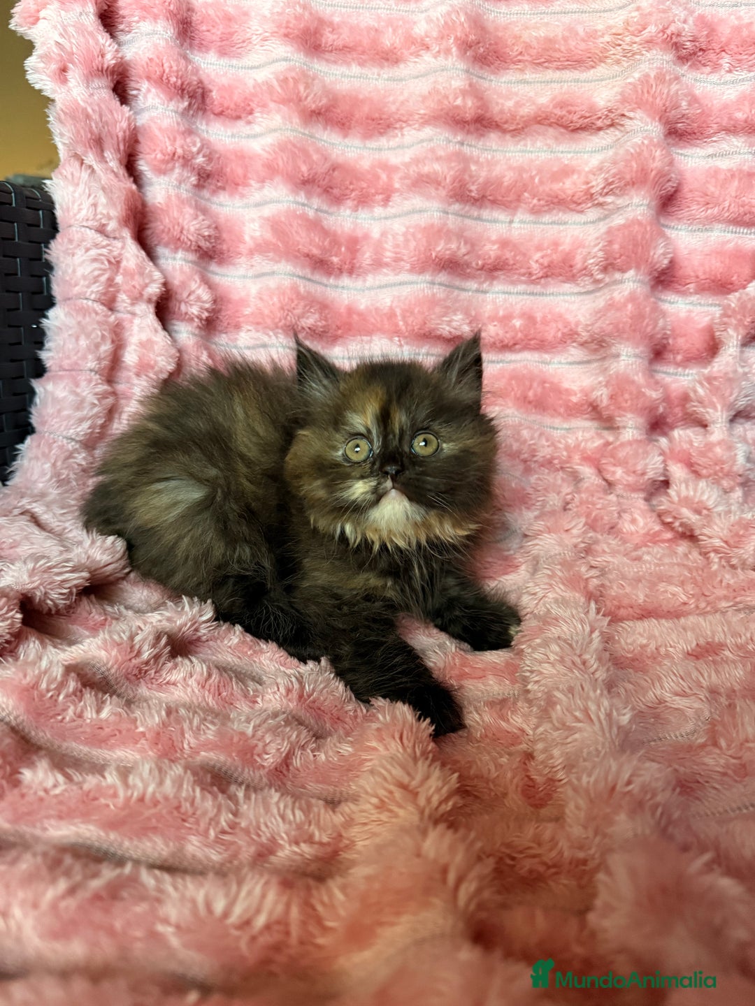 Británico de Pelo Largo gatos en venta: Preciosa gatita tortuga negra - Imagen 3