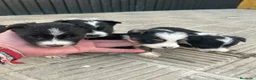 Border Collie perros en venta: Bordell collin Espectaculares Cálidad Maxima - Anuncio 1