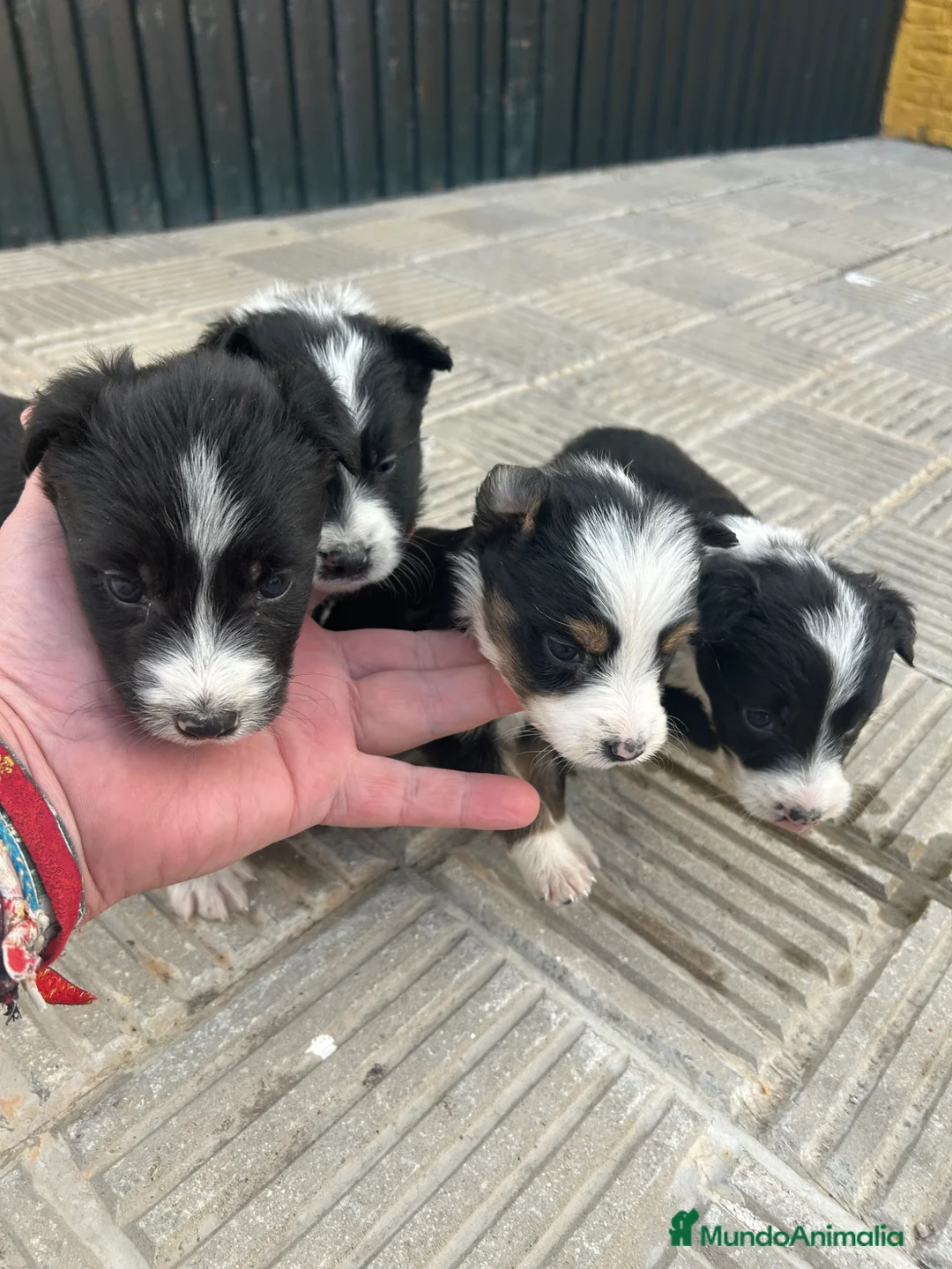 Border Collie perros en venta: Bordell collin Espectaculares Cálidad Maxima - Anuncio 1