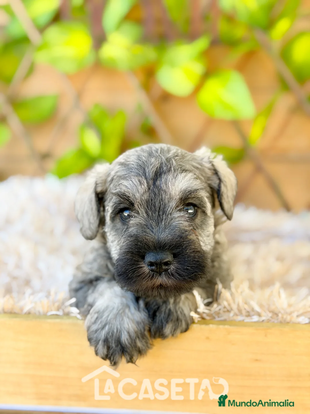 Schnauzer Miniatura perros en venta: Camada de Mila - Anuncio 1