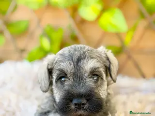 Schnauzer Miniatura perros Camada de Mila - Anuncio 2