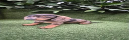 Teckel Miniatura perros en venta: teckel miniatura varios colores  - Anuncio 12