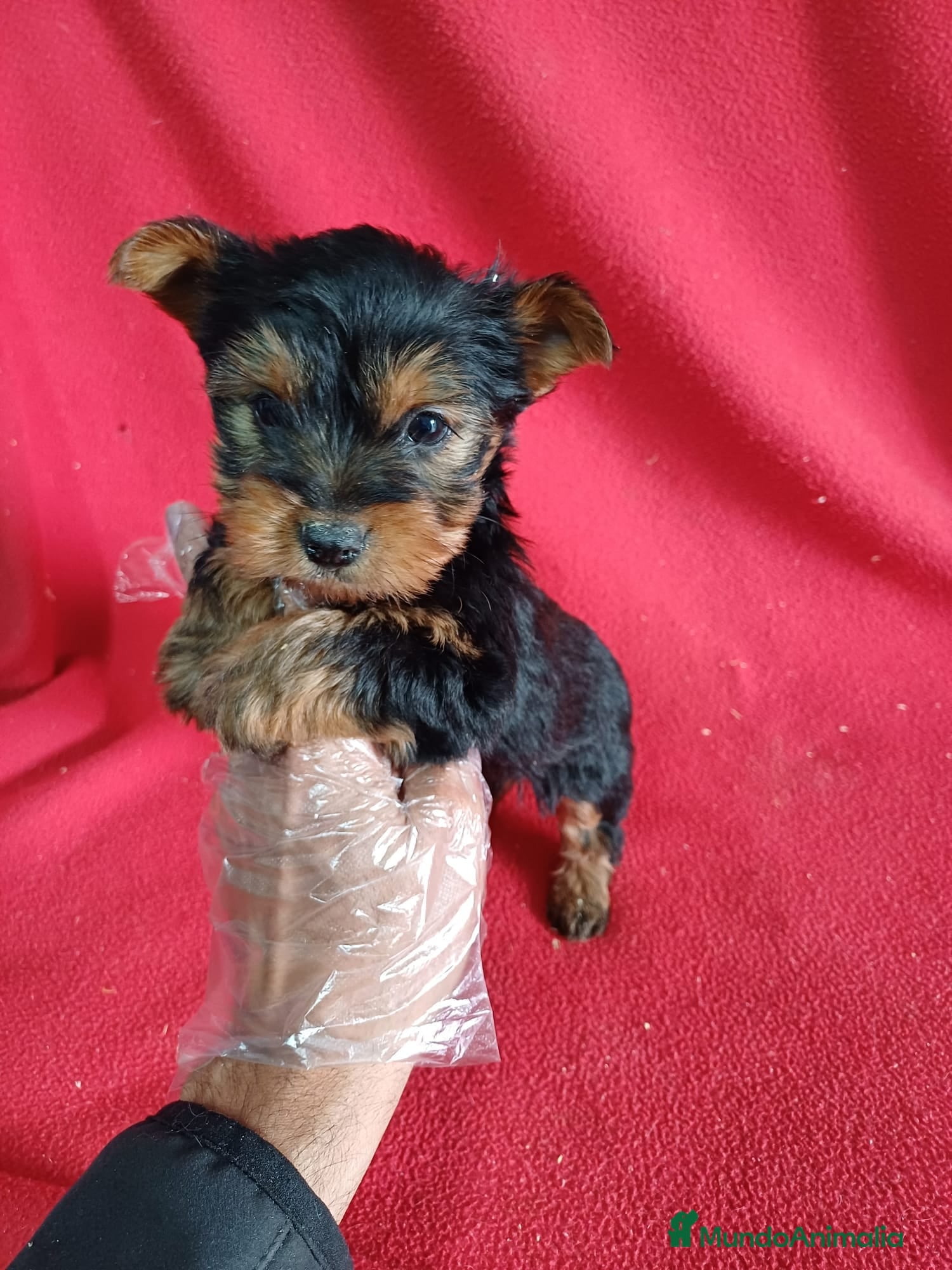 Yorkshire Terrier perros Yorkshire Terrier  - Anuncio 1