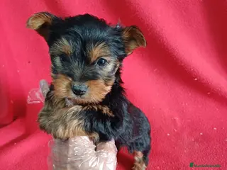 Yorkshire Terrier perros Yorkshire Terrier - Anuncio 1
