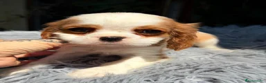 Cavalier King Charles Spaniel 4