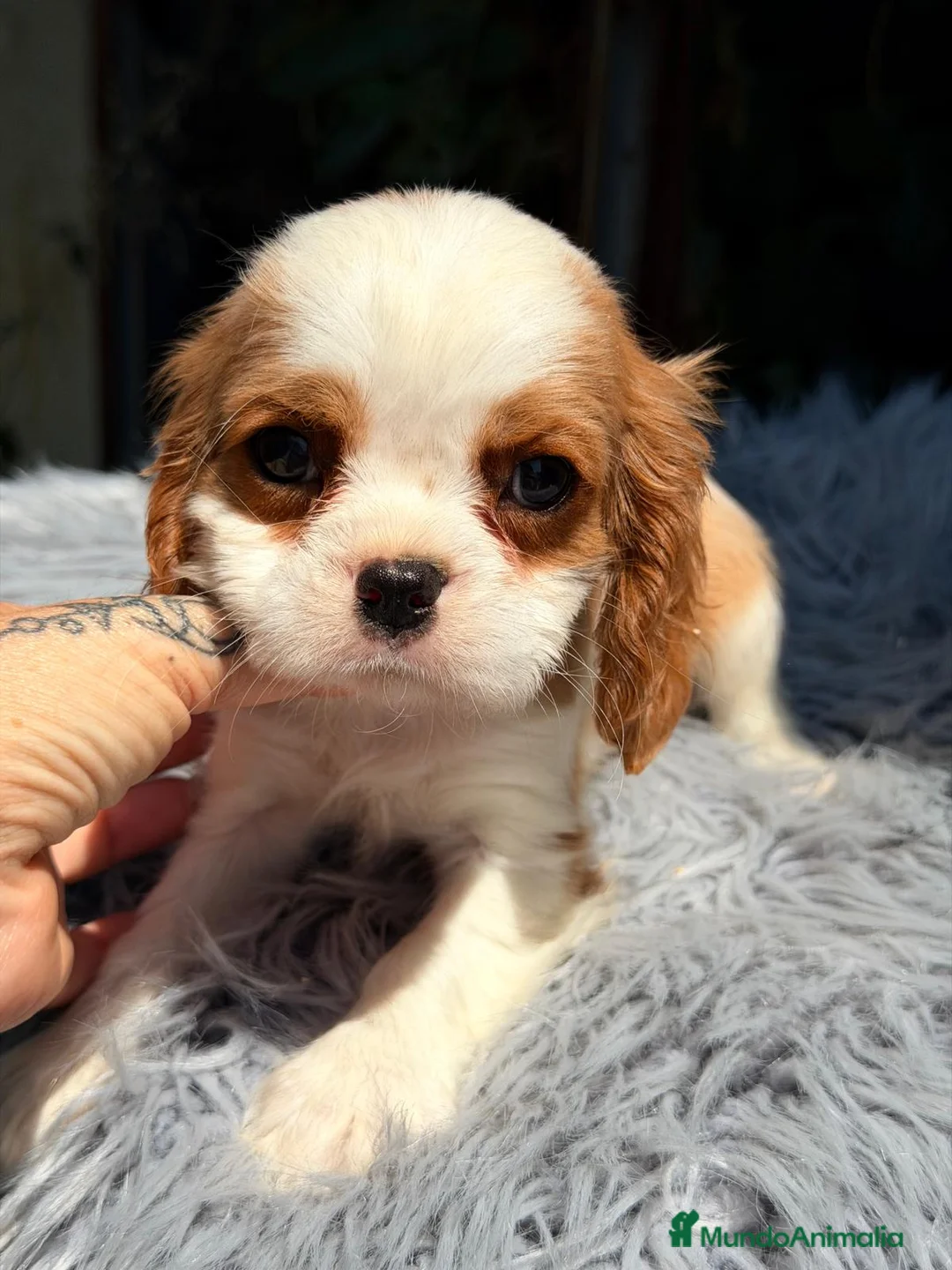 Cavalier King Charles Spaniel perros en venta: CAVALIER BLENHEIM  - Anuncio 4