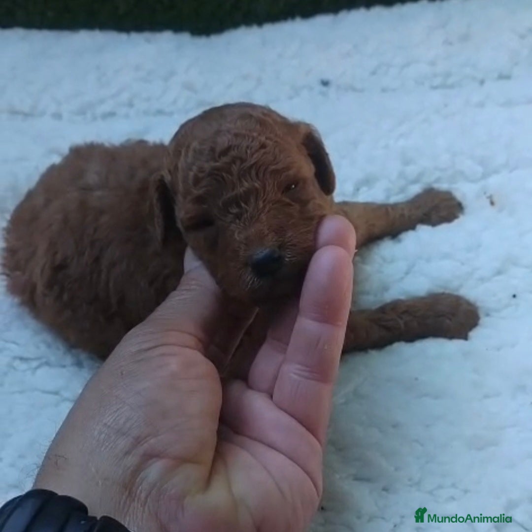 Caniche Toy perros Micro caniches toys machos - Anuncio 1