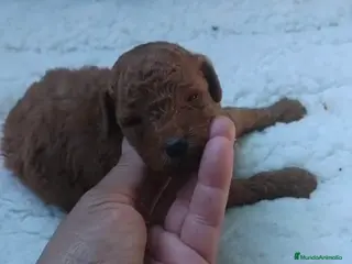 Caniche Toy perros Micro caniches toys machos - Anuncio 1