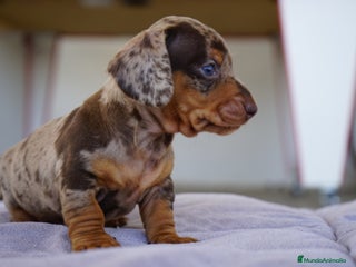 Teckel Miniatura perros - Anuncio 13
