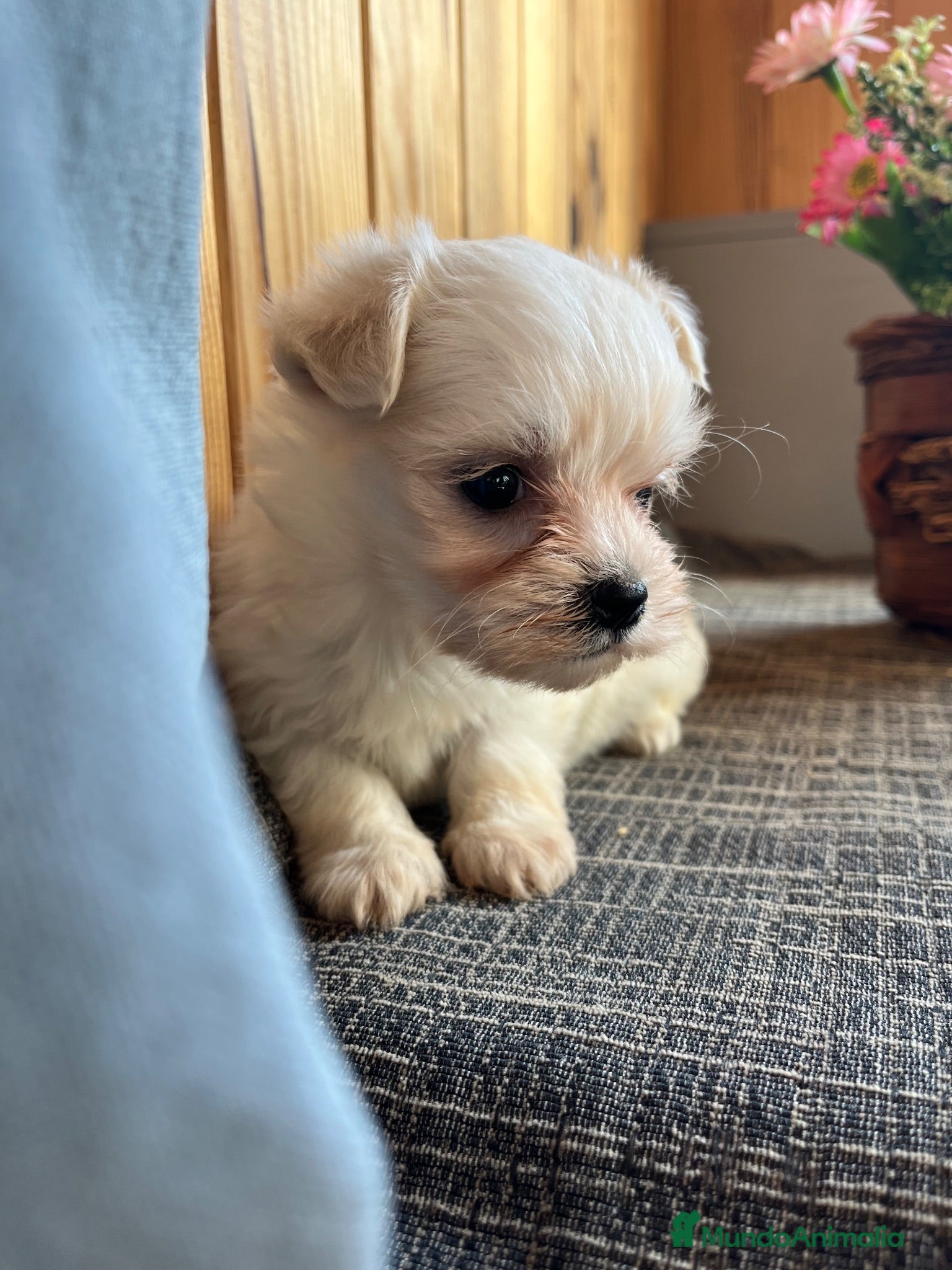 Bichón Maltés perros Bichón Maltés Cachorros Cría Responsable  - Anuncio 1