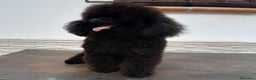 Caniche Toy perros en venta: Caniches Toy - Anuncio 1